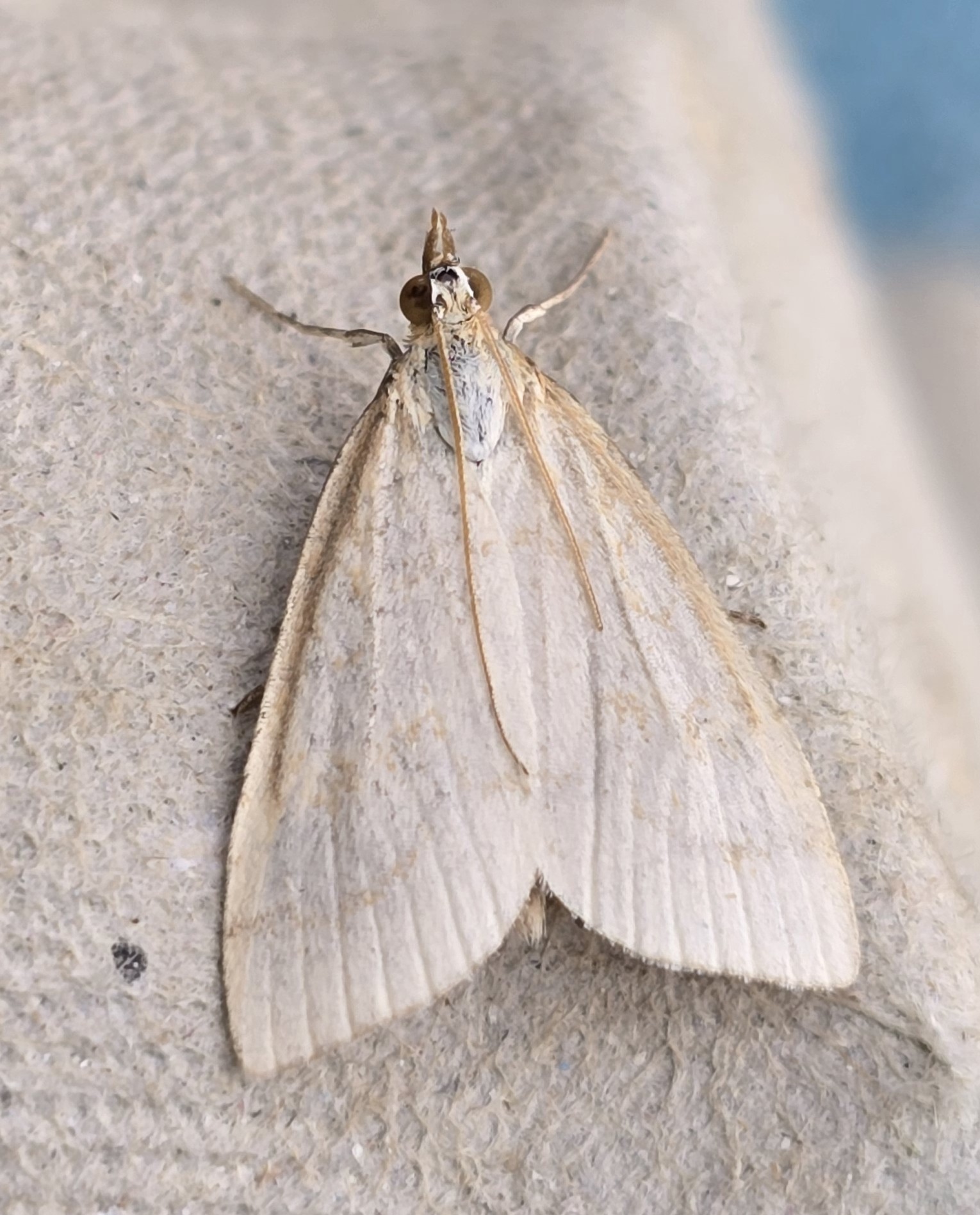 Photo of Pale Straw Pearl (Udea lutealis)